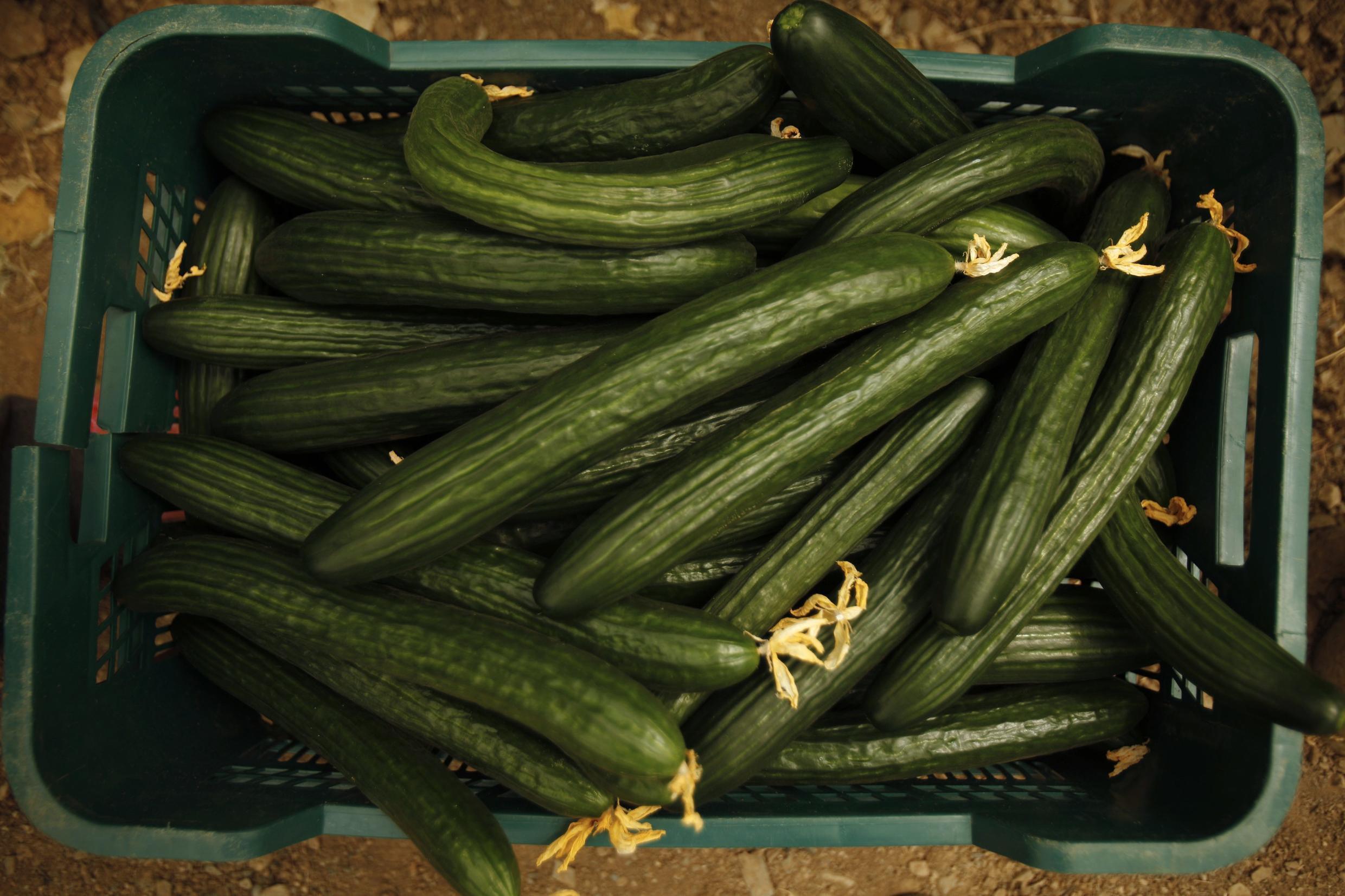Spain denies blame in killer cucumber crisis
